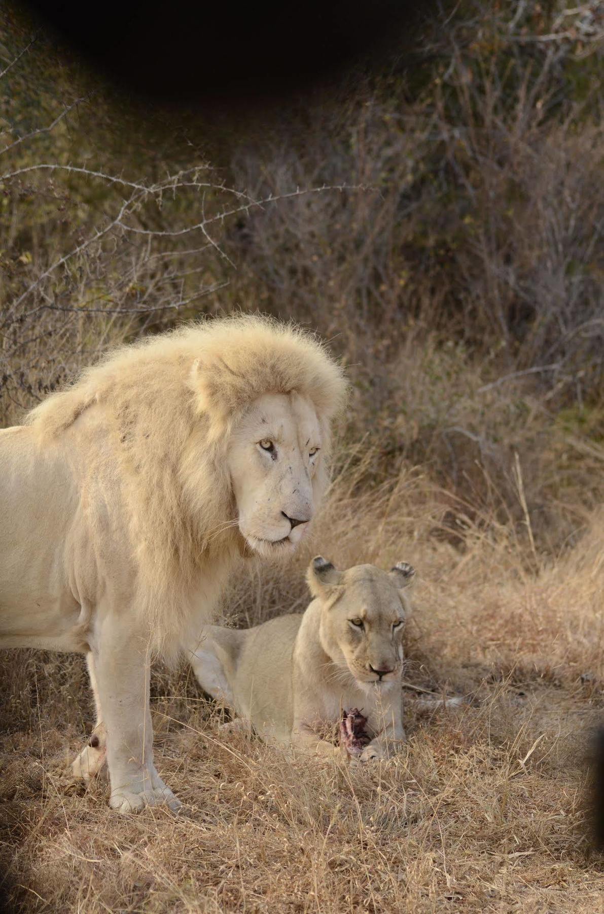 Bona Bona Game Lodge Wolmaransstad Bagian luar foto