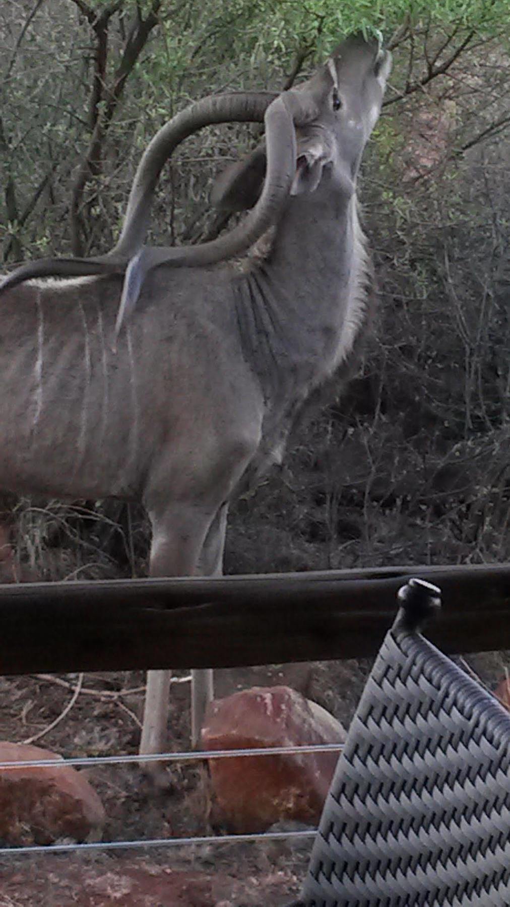 Bona Bona Game Lodge Wolmaransstad Bagian luar foto