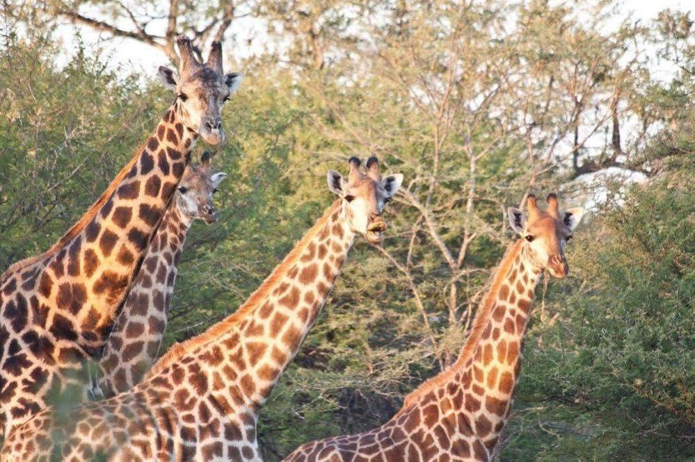 Bona Bona Game Lodge Wolmaransstad Bagian luar foto