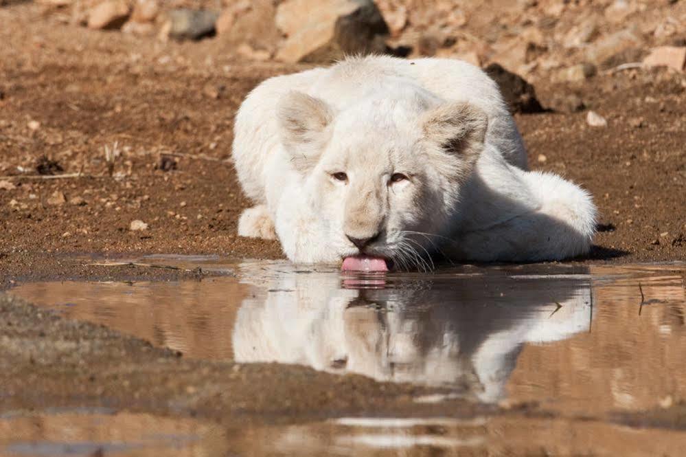 Bona Bona Game Lodge Wolmaransstad Bagian luar foto